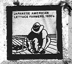 Japanese American Lettuce Farmers